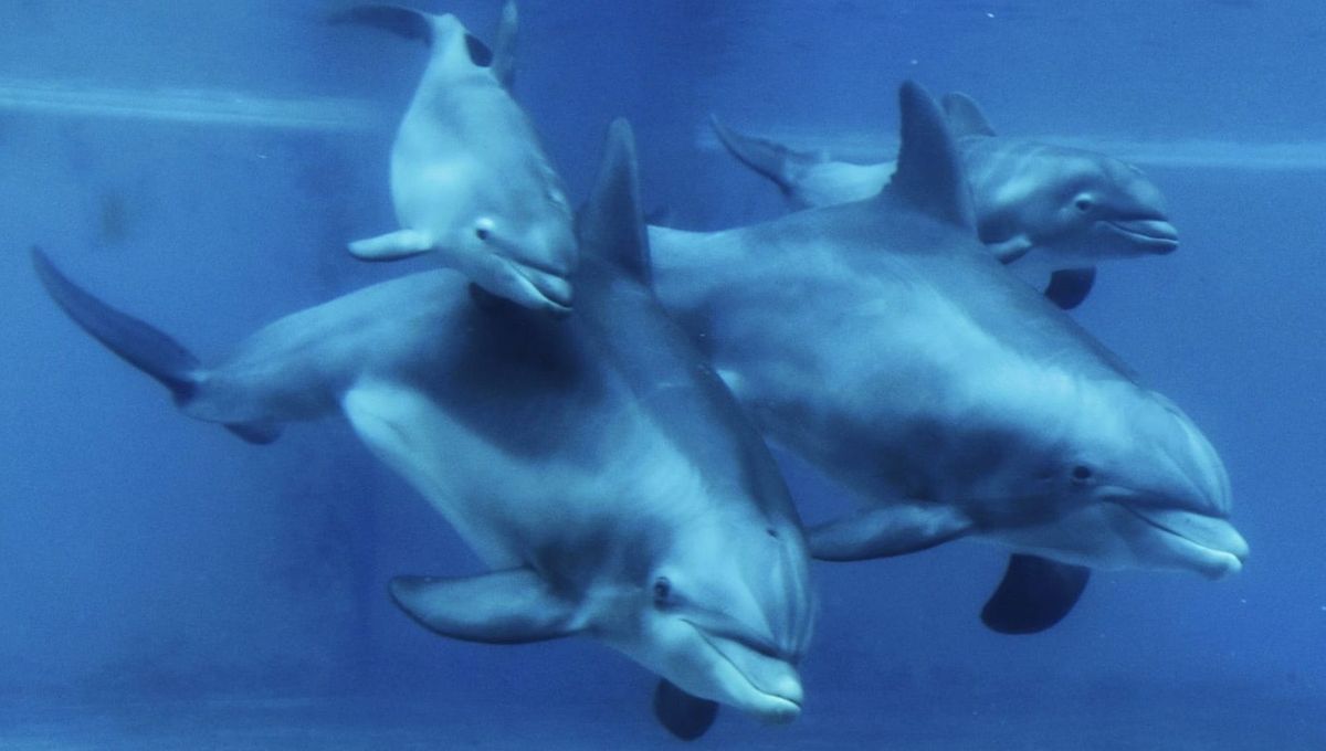 EN IMAGES - La naissance de deux bébés dauphins